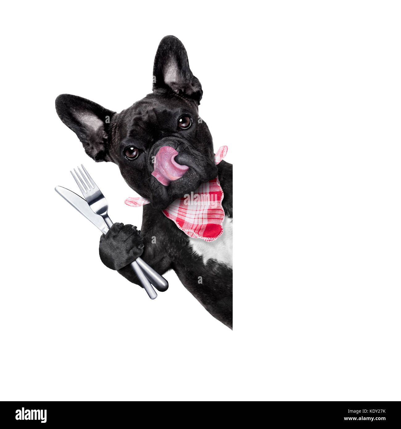 hungry french bulldog dog with tableware or utensils ready to eat