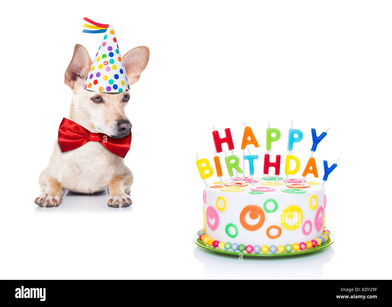 Chihuahua Dog Hungry For A Happy Birthday Cake With Candles Wearing Red Tie And Party Hat Isolated On White Background Stock Photo Alamy