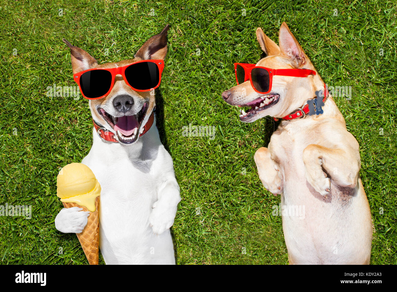 Can You Give Vanilla Ice Cream To Dogs