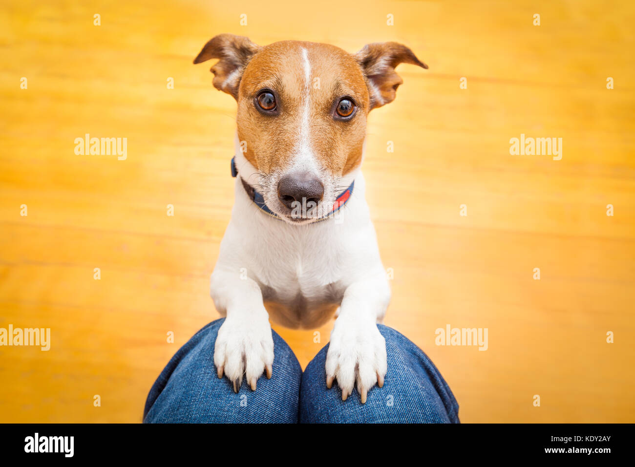 jack russell dog ready for a walk with owner or hungry ,begging on lap
