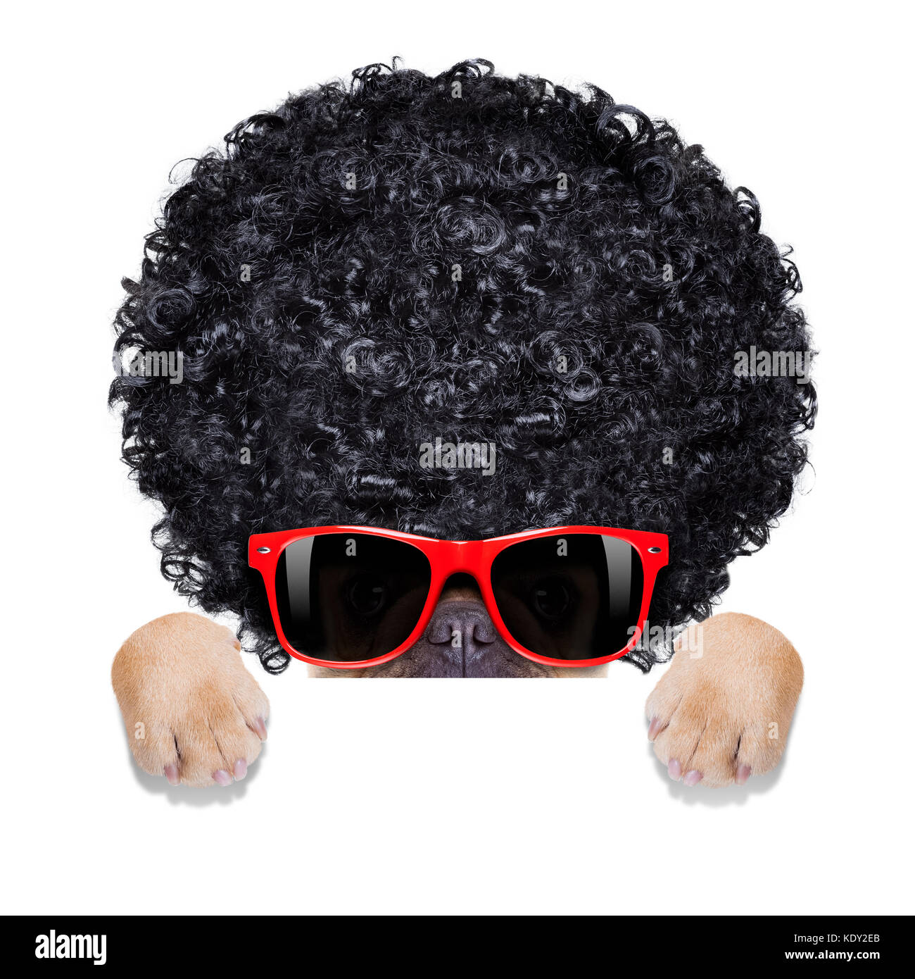cool french bulldog with sunglasses wearing a black afro look curly wig