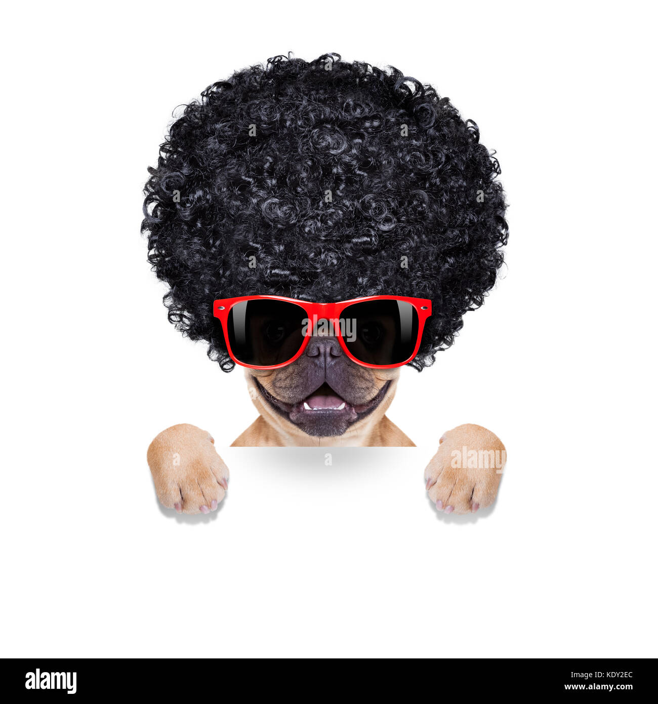 cool french bulldog with sunglasses wearing a black afro look curly wig