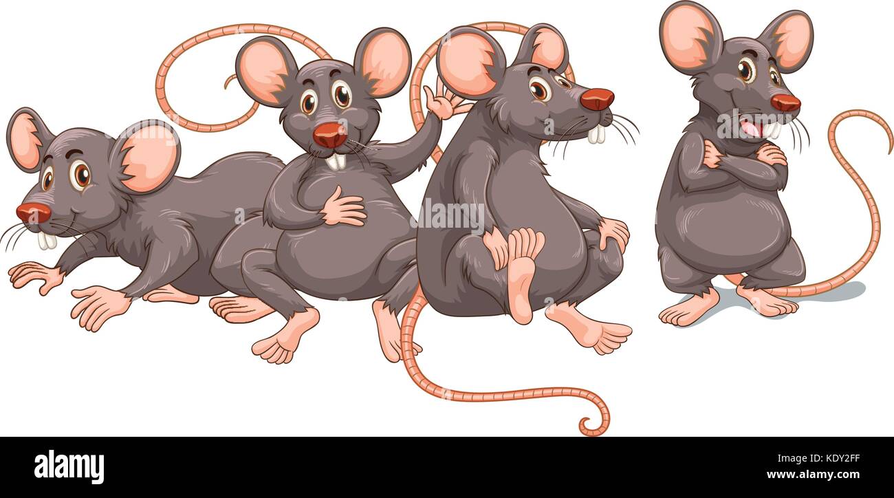 Four rats with gray fur illustration Stock Vector Image & Art - Alamy