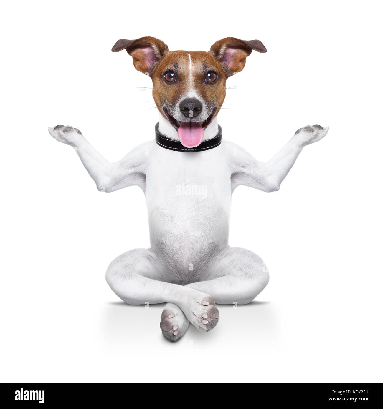 yoga dog sitting relaxed with happy face Stock Photo Alamy