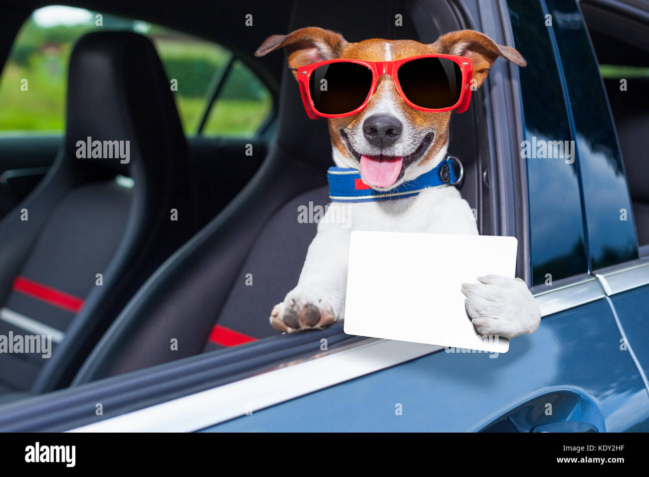 dog leaning out the car window showing a blank and empty drivers ...