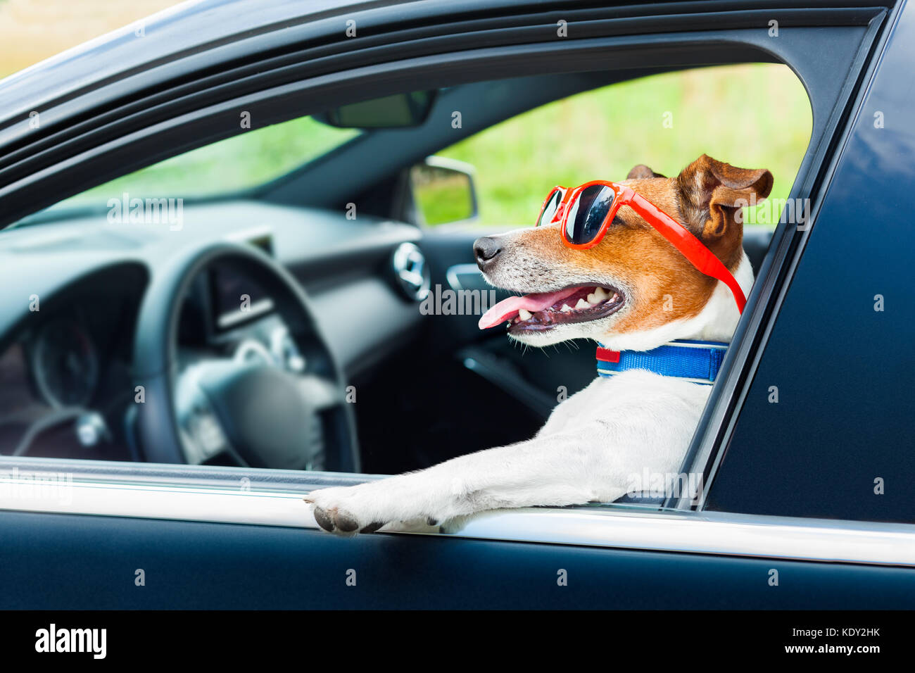 dog leaning out the car window with funny sunglasses Stock Photo Alamy