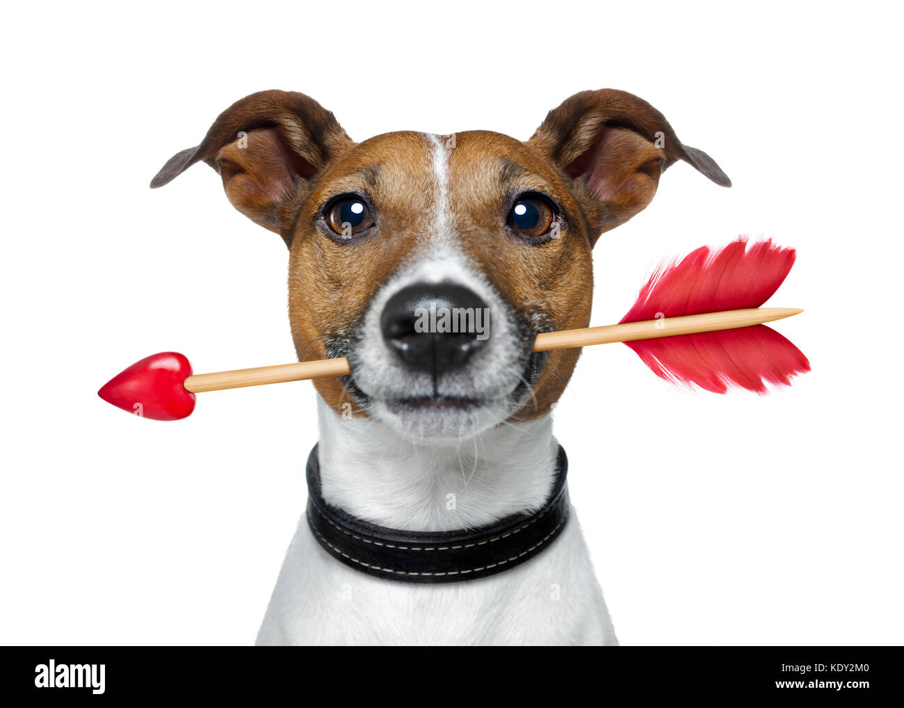 valentines jack russell dog in love holding a cupids arrow with mouth , isolated on white background Stock Photo