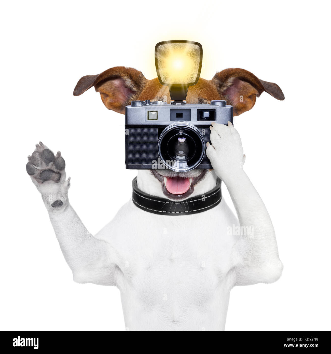 dog taking a photo with an old camera and flashgun Stock Photo - Alamy