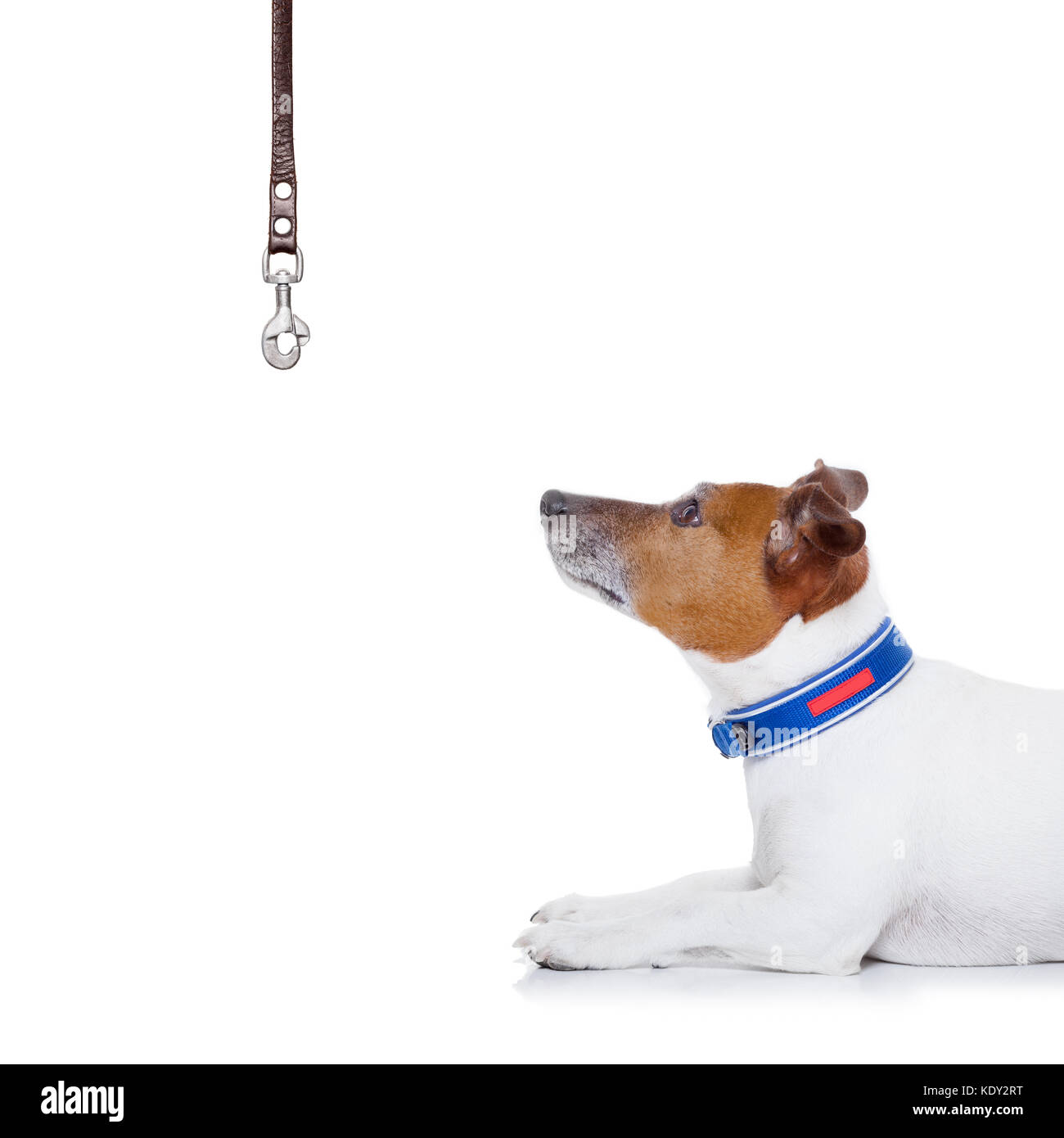jack russell dog waiting to go for a walk with owner with leather leash , isolated on white background Stock Photo