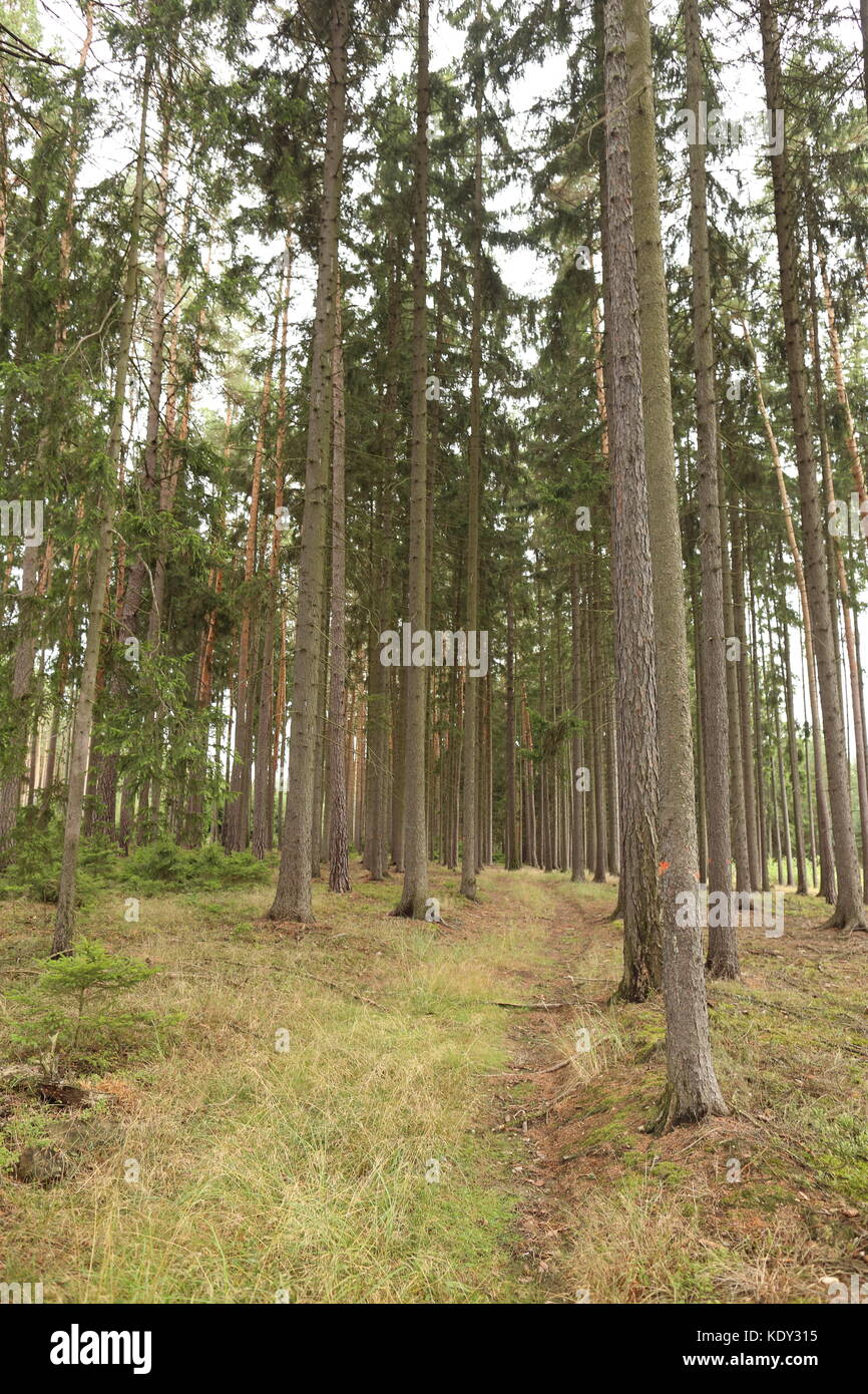 Green forest in summer Stock Photo - Alamy