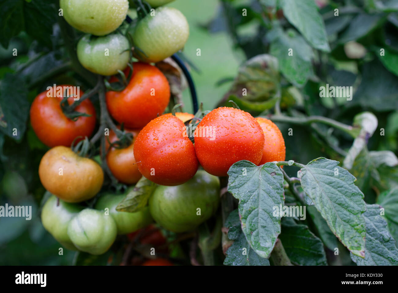 Wet green and red tomatoes growing in a garden Stock Photo - Alamy