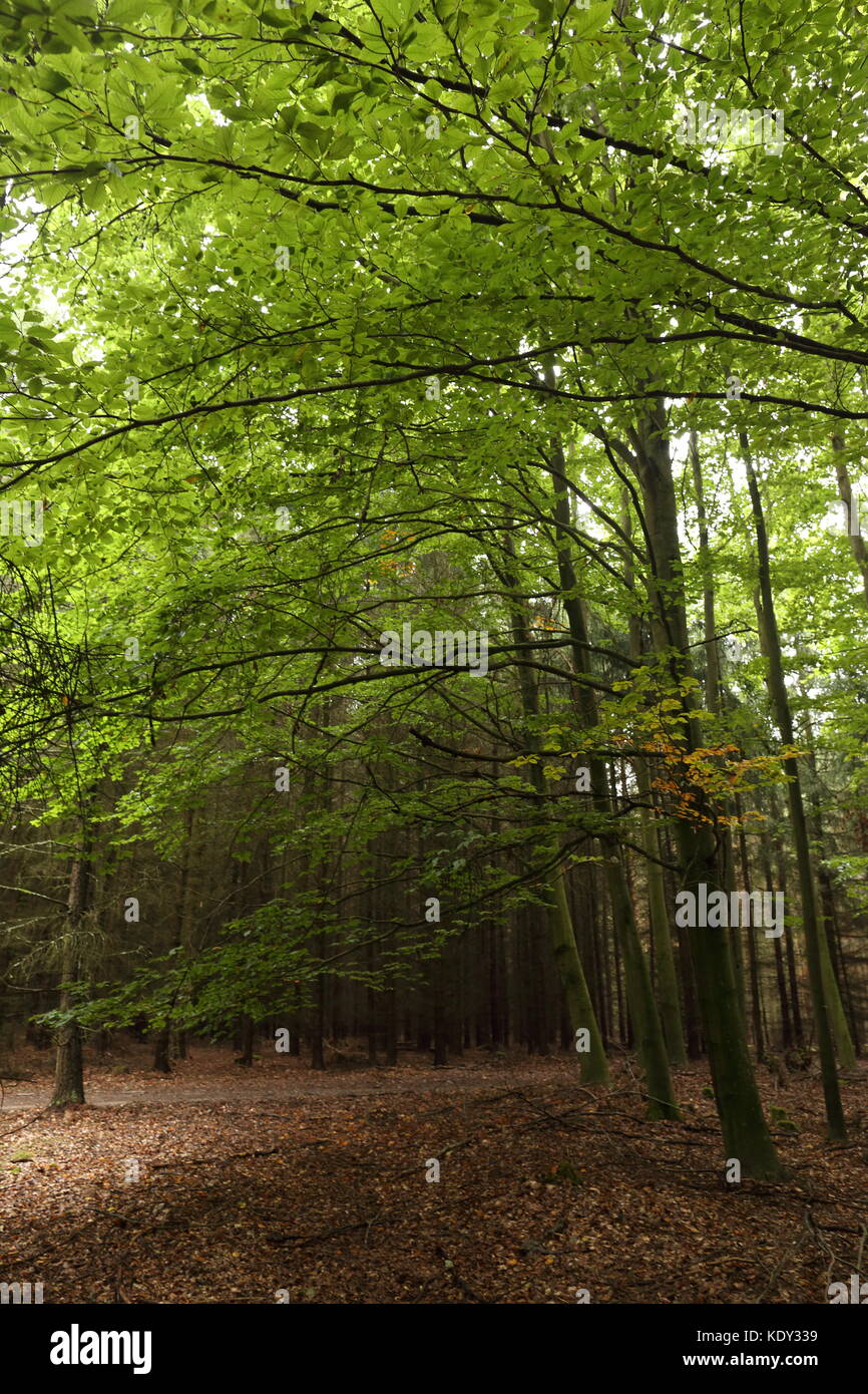 Green forest in summer Stock Photo - Alamy