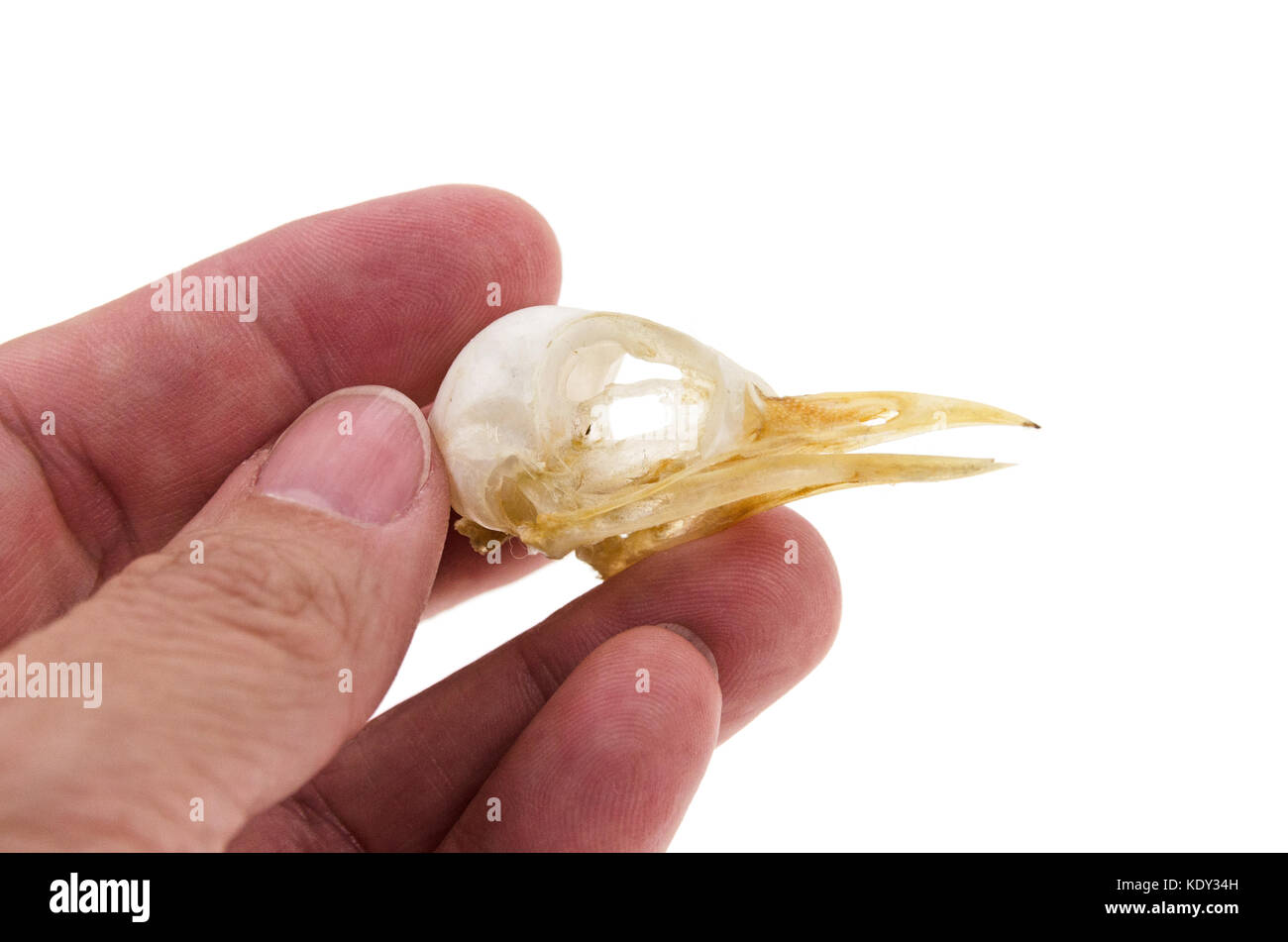 Hand holding the skull of a European Starling (Sturnus vulgaris) Stock Photo