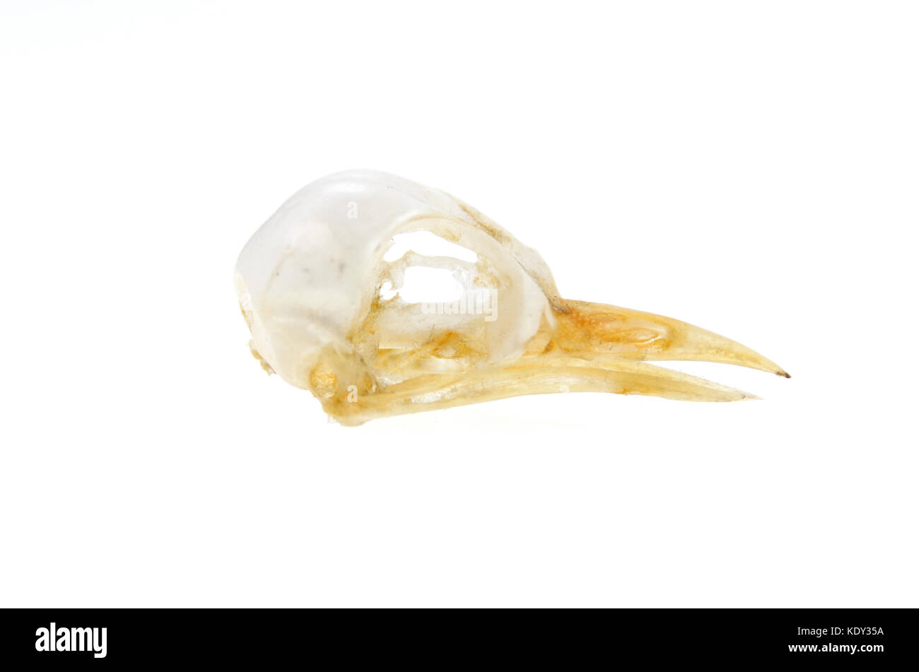 Skull of a European Starling (Sturnus vulgaris) Stock Photo