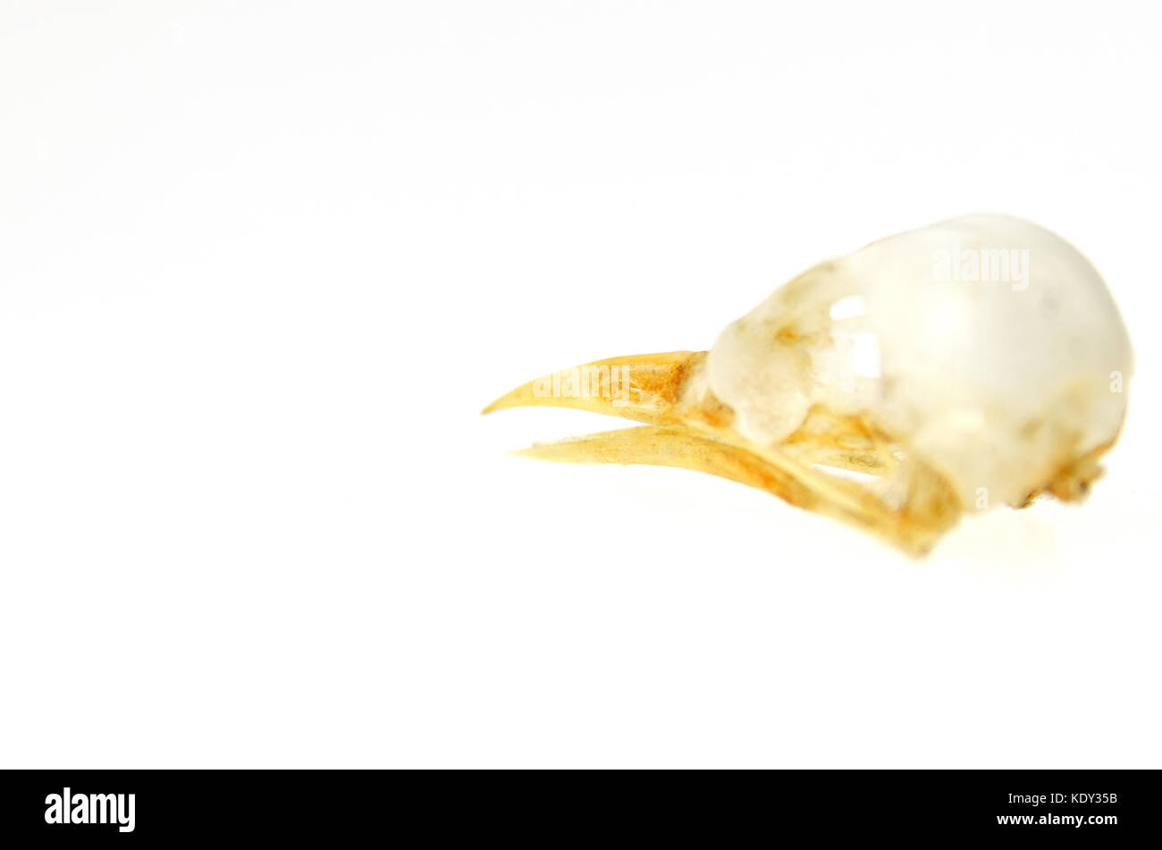 Skull of a European Starling (Sturnus vulgaris) Stock Photo