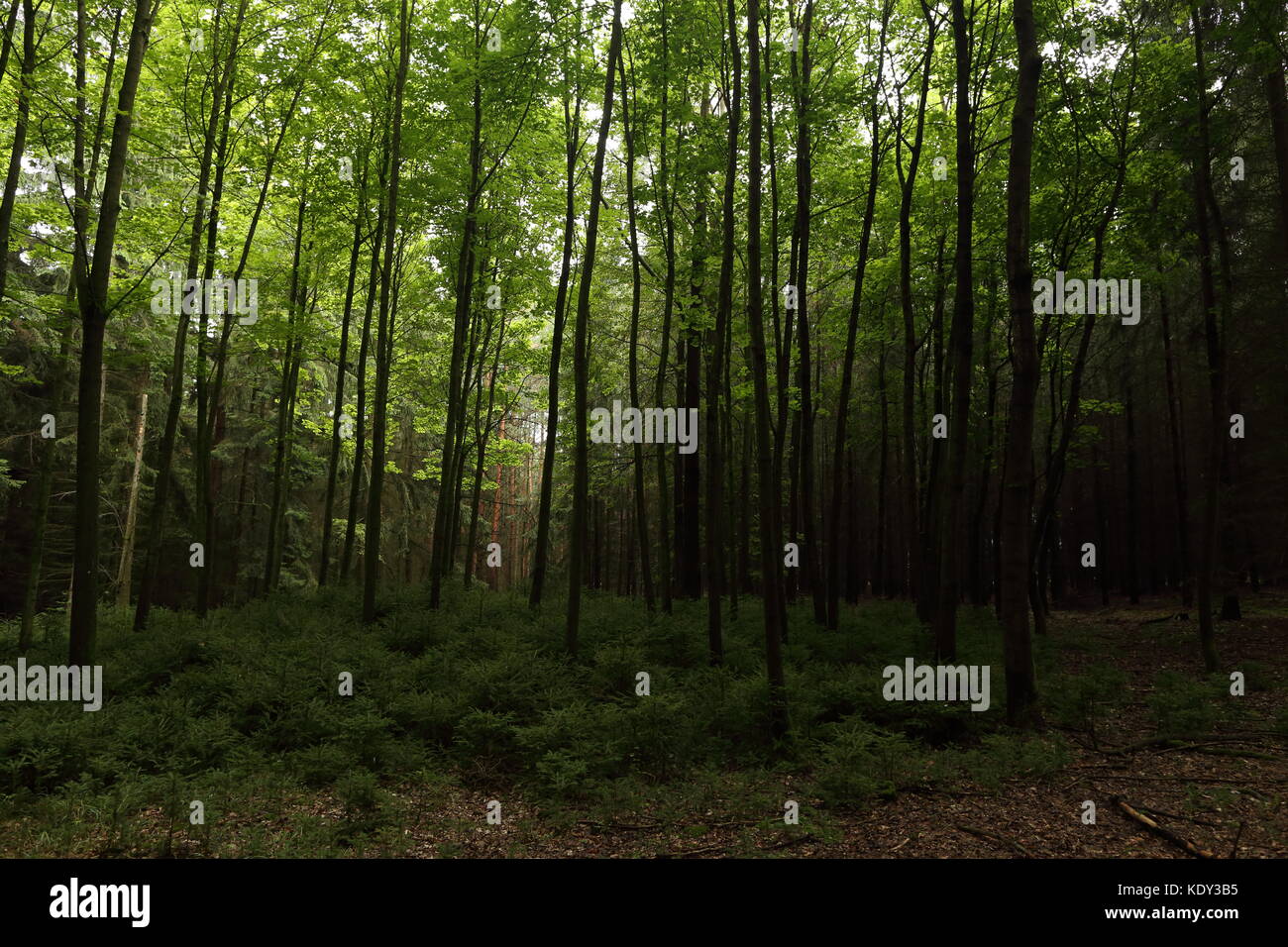 Green forest in summer Stock Photo - Alamy