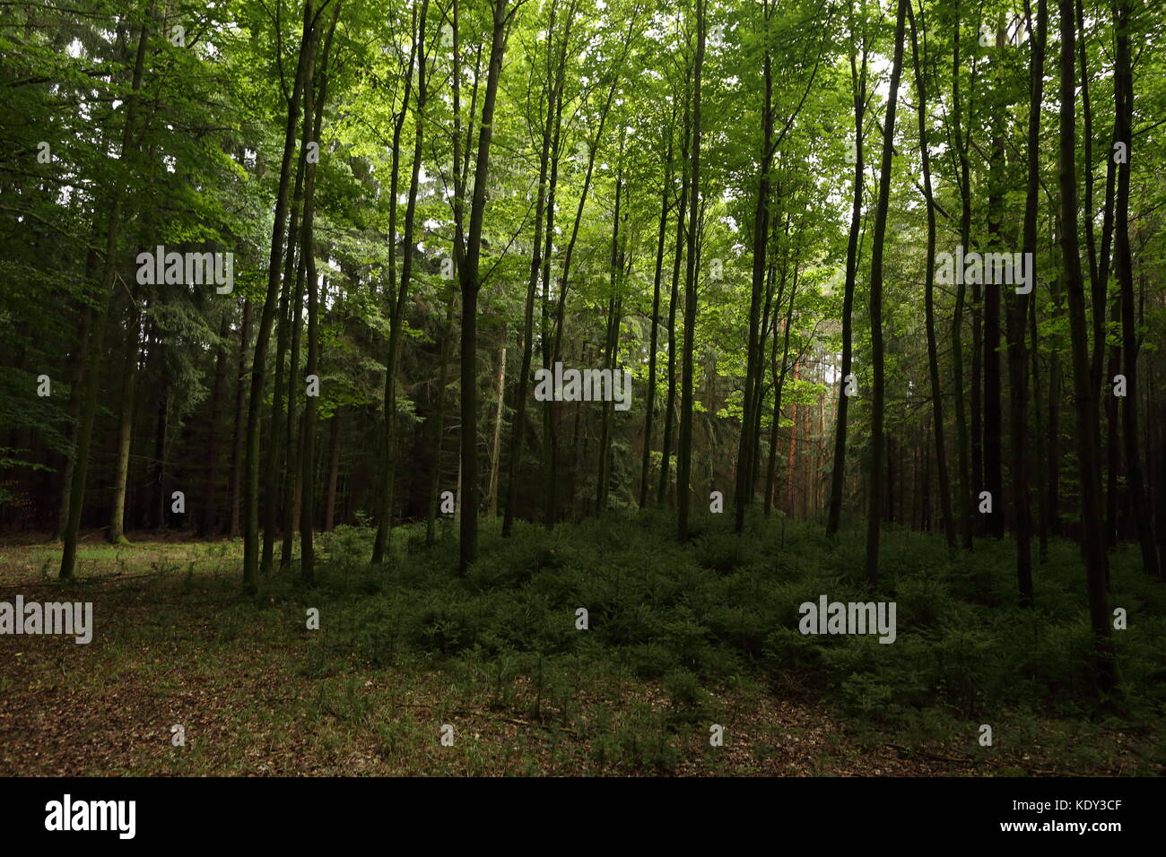 Green forest in summer Stock Photo - Alamy
