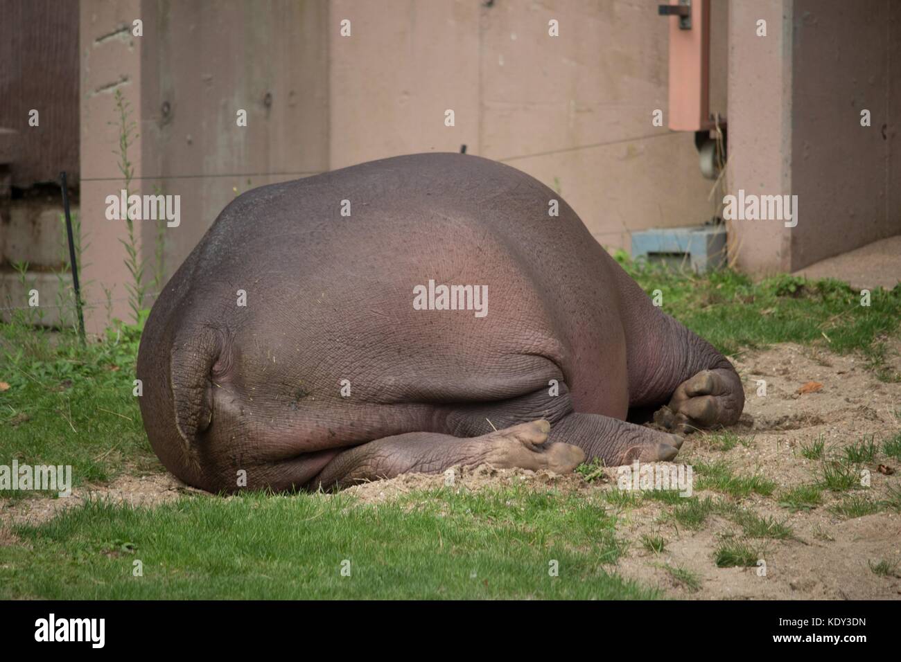 Antwerpen Zoo Stock Photo