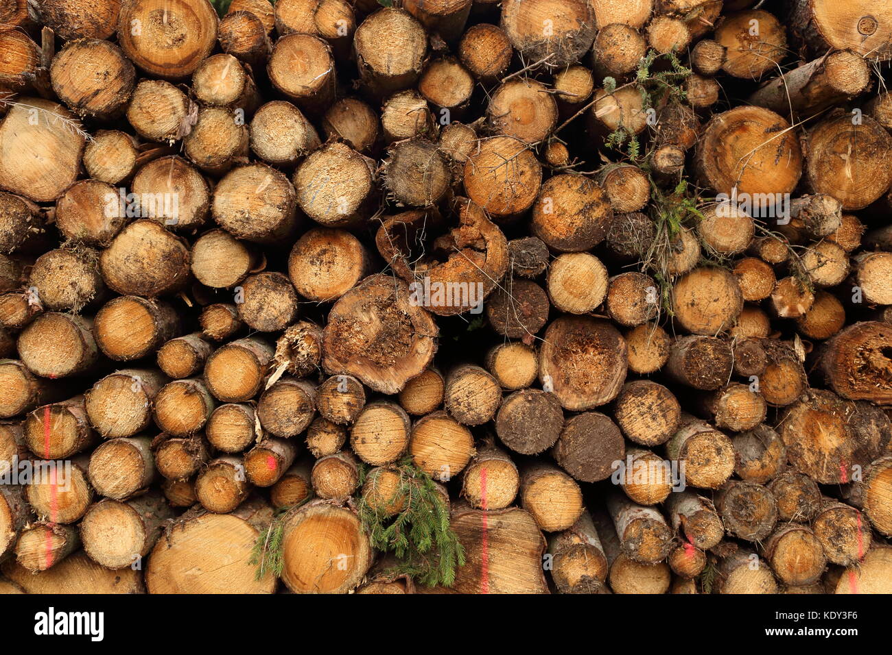 Trunks Slice Detail of cut tree trunks Stock Photo - Alamy