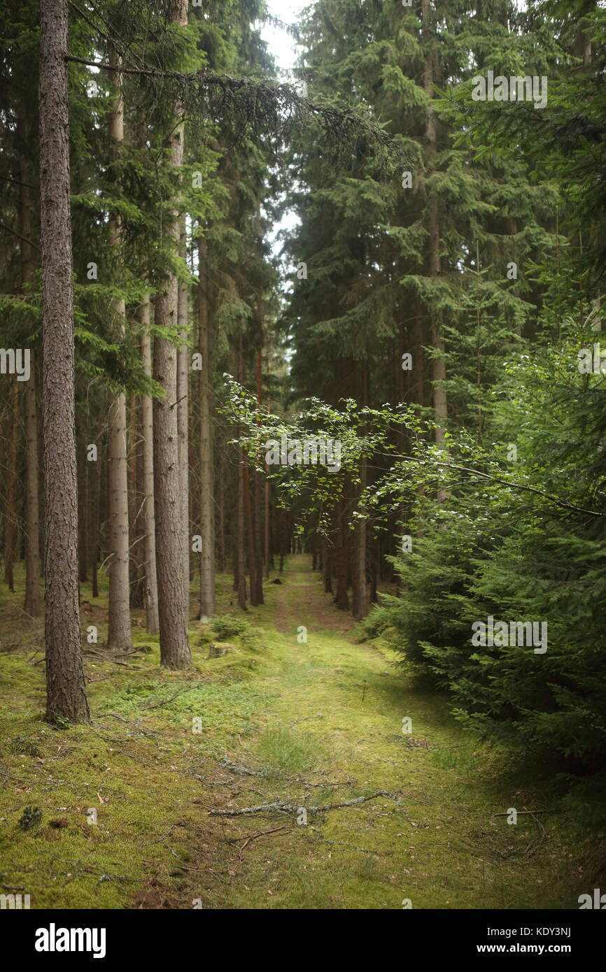 Green forest in summer Stock Photo - Alamy