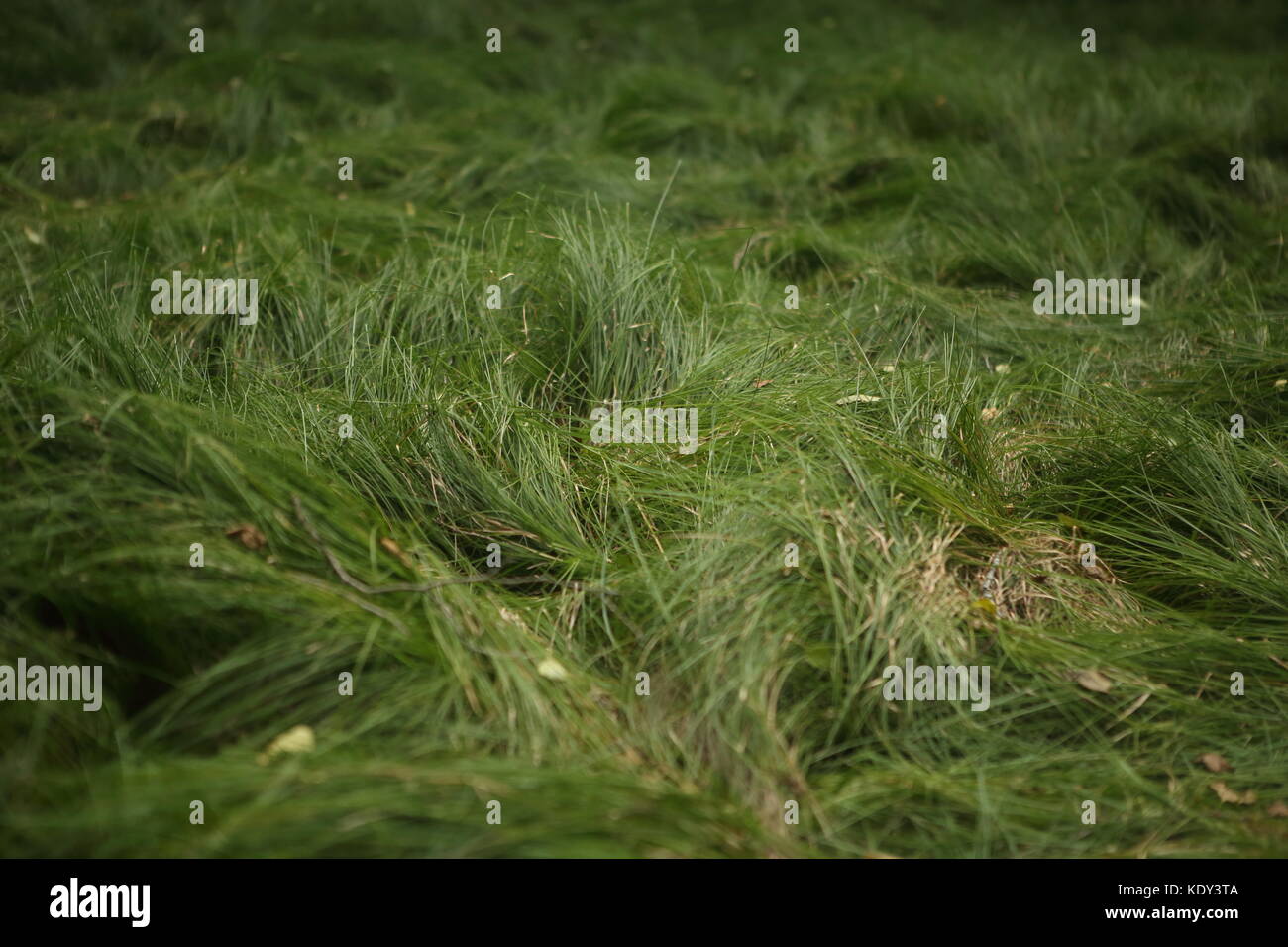 Leaves of grass Stock Photo Alamy