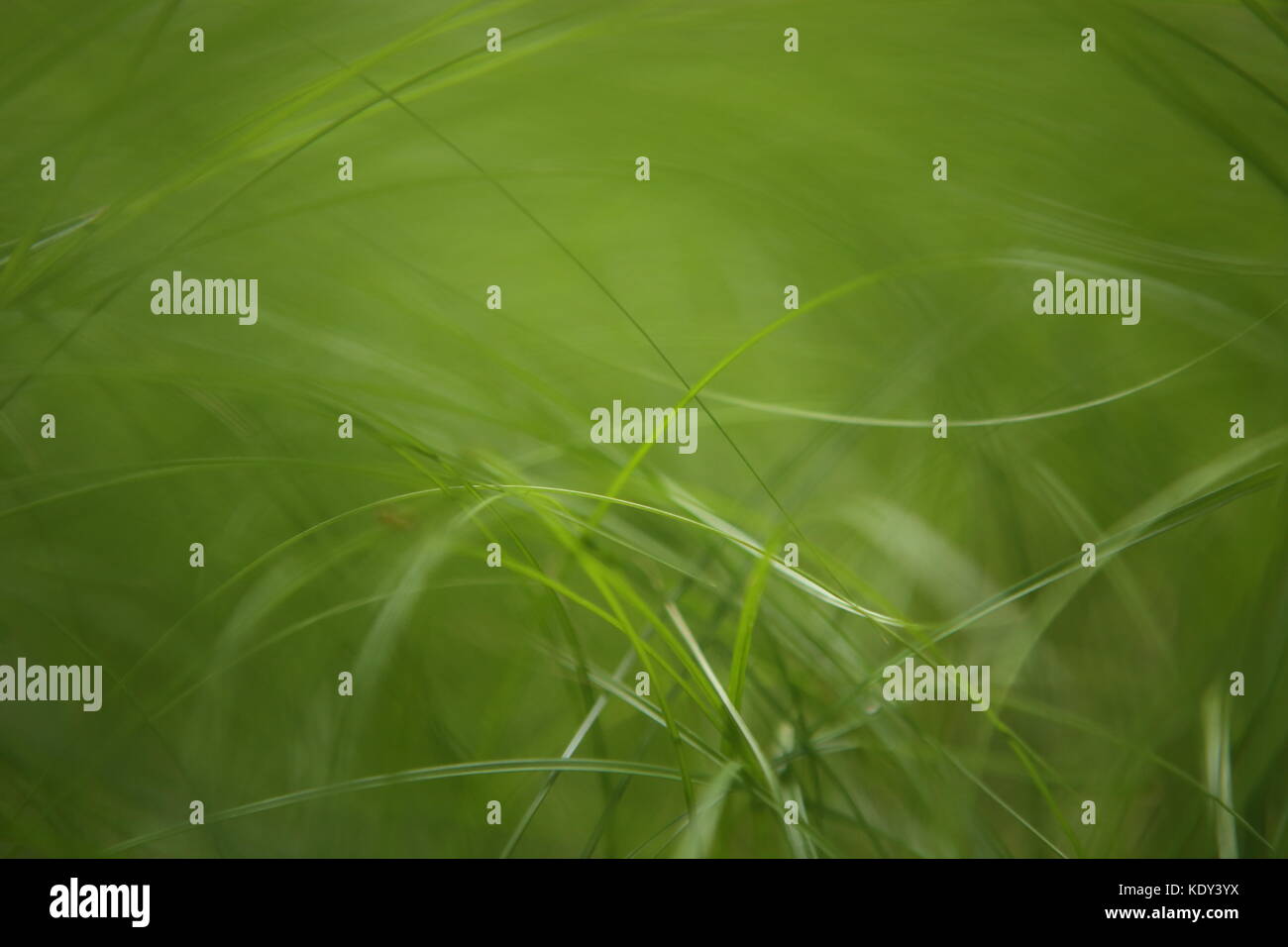 Leaves of grass Stock Photo Alamy