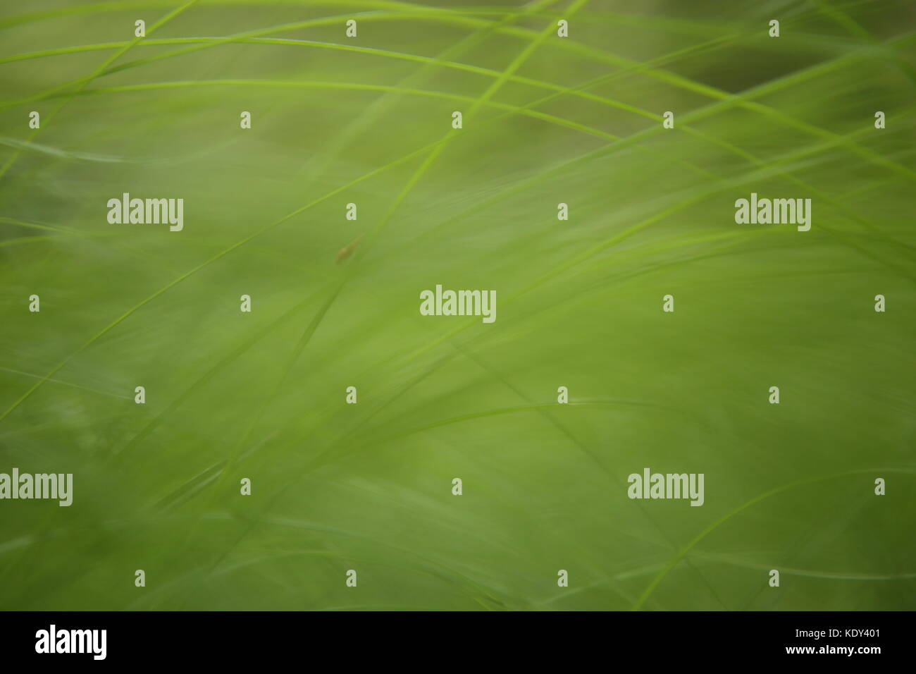 Leaves of grass Stock Photo Alamy