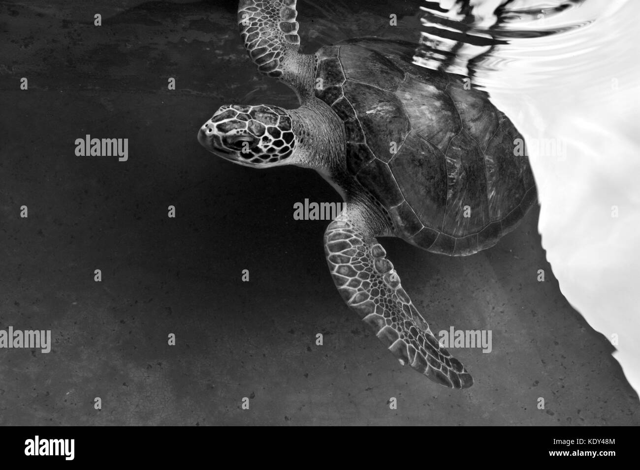 Protected sea turtle swims smoothly in sea turtle centre in Mexico Stock Photo