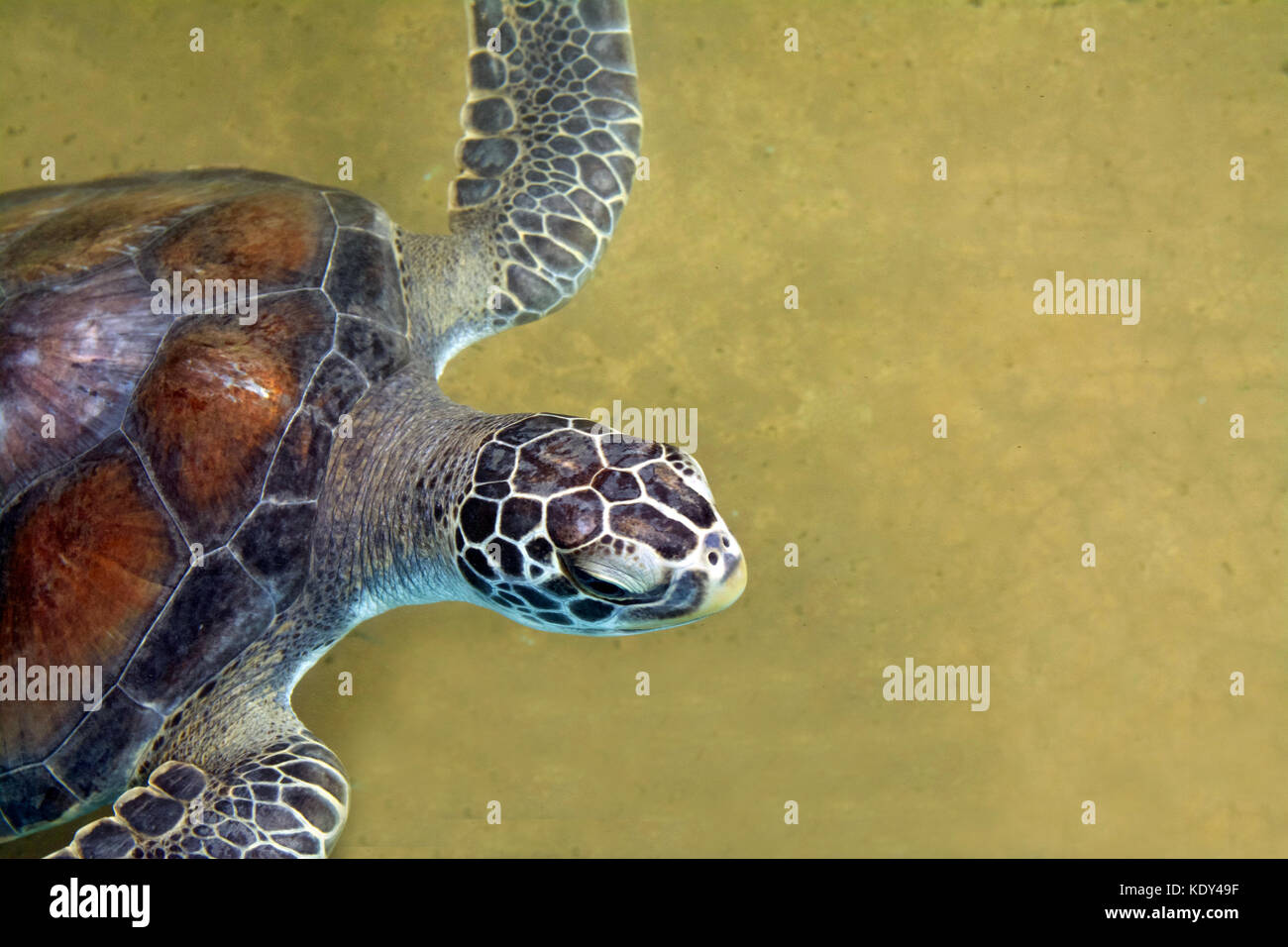 Protected sea turtle swims smoothly in sea turtle centre in Mexico Stock Photo