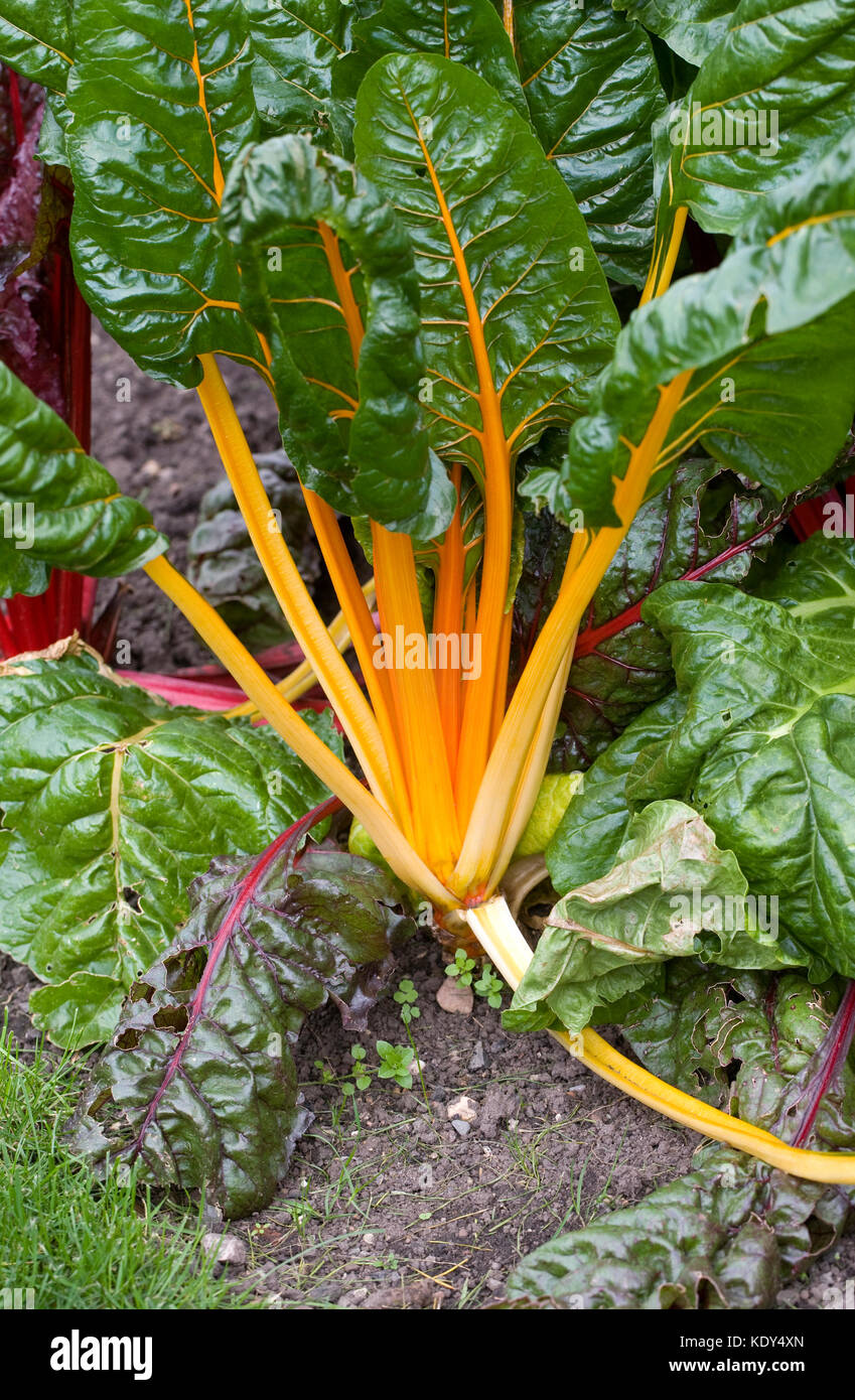 Beta vulgaris. Rainbow chard in the vegetable garden. Stock Photo