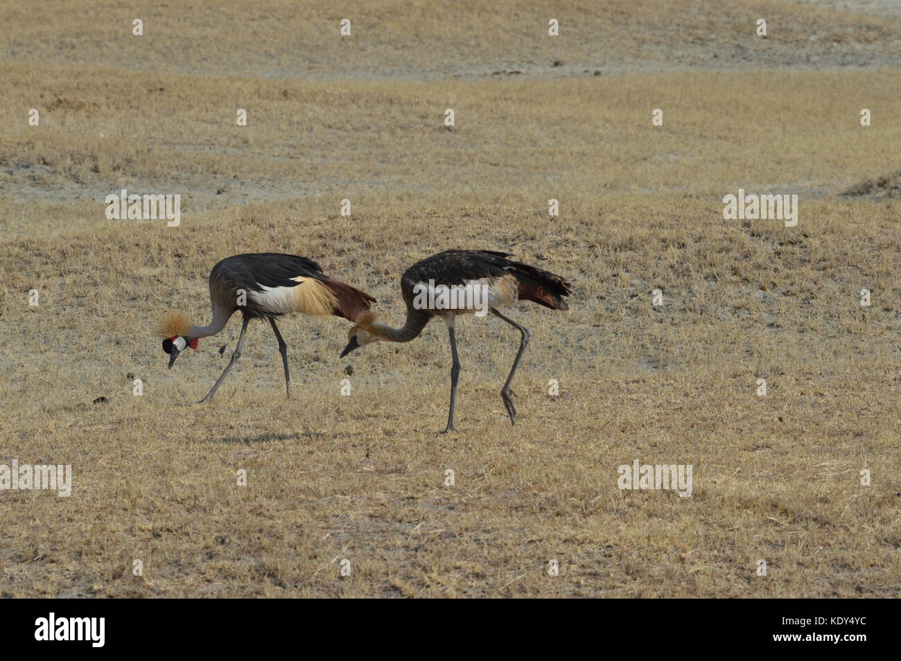 Pair of Grey Crowned Cranes [Balearica regulorum] feeding on the ground in Ngorongoro Conservation Area Tanzania Stock Photo