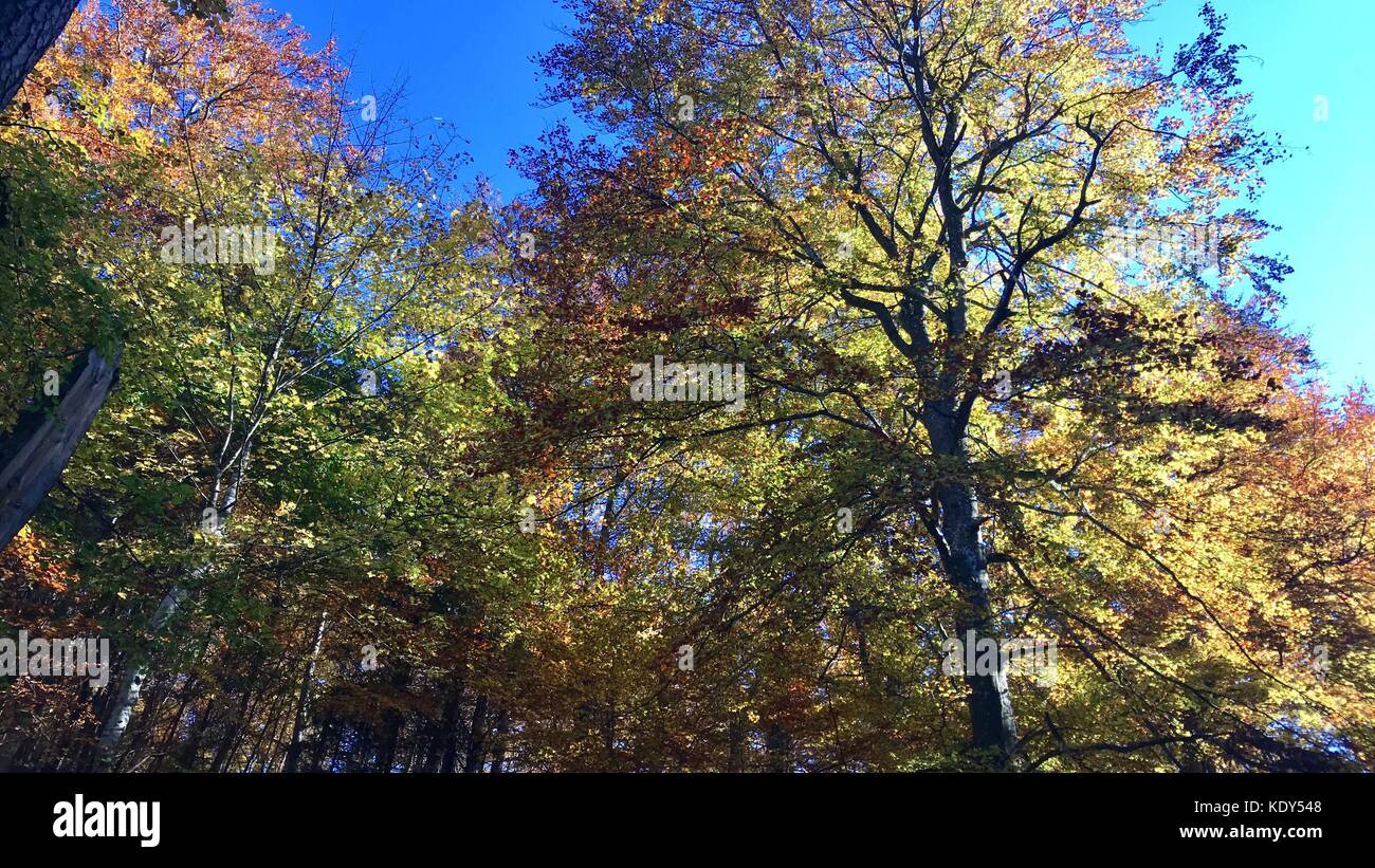beautiful autumn forest Stock Photo - Alamy