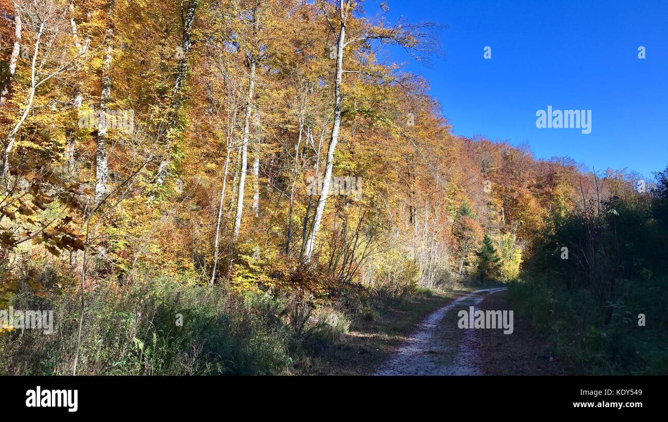 beautiful autumn forest Stock Photo - Alamy