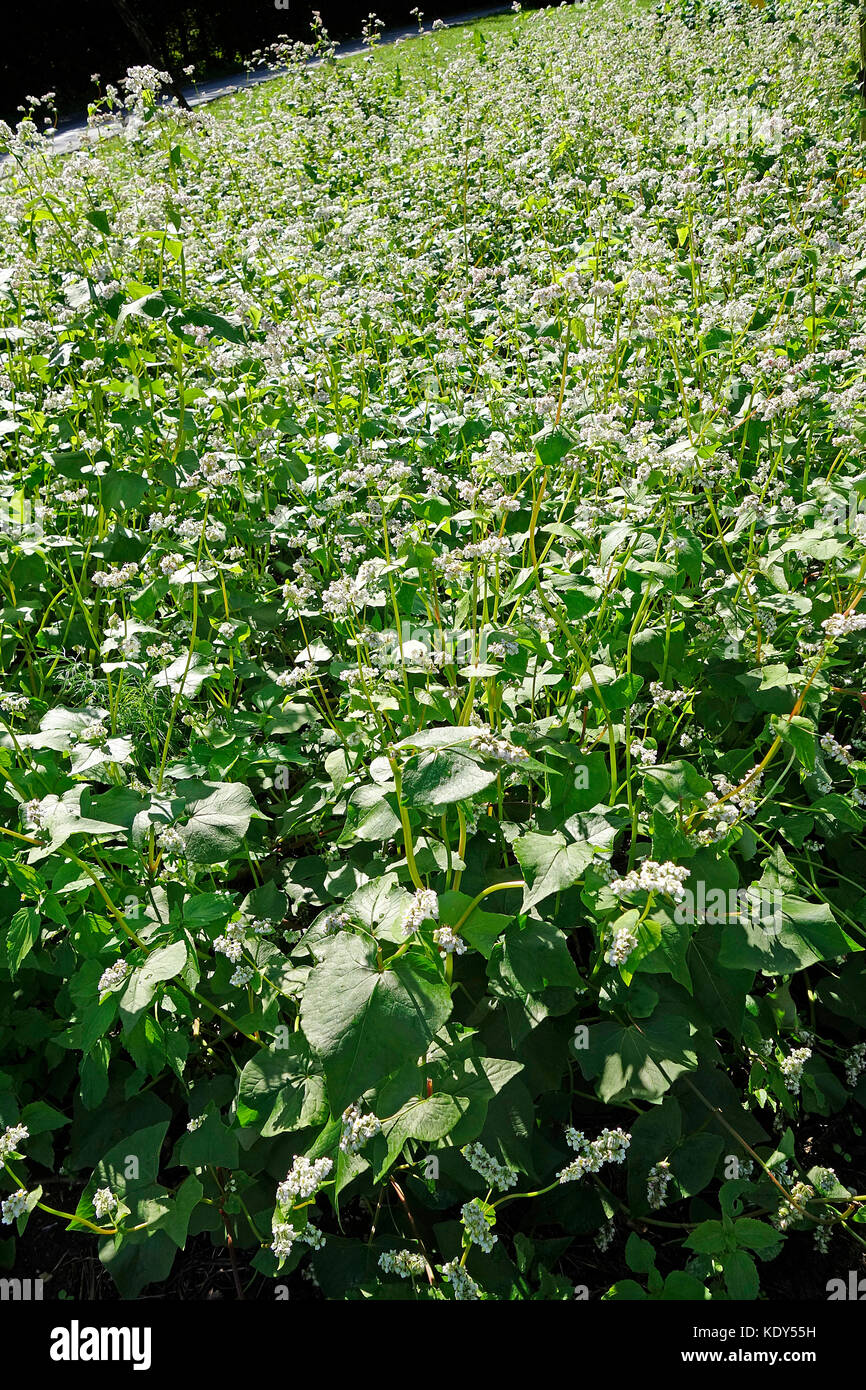 Buckwheat fagopyrum esculentum hires stock photography and images Alamy