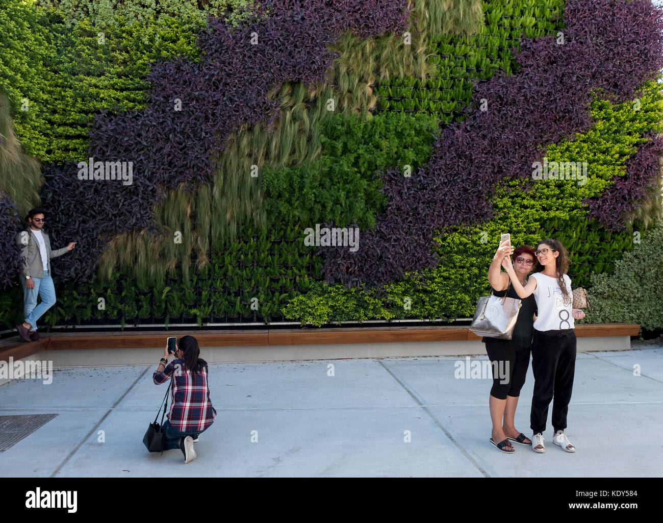 The Green Living Wall in Paphos old town, Cyprus. The vertical garden was created by garden designer Thanasis Evripidou and made off 2,244 plants. Stock Photo