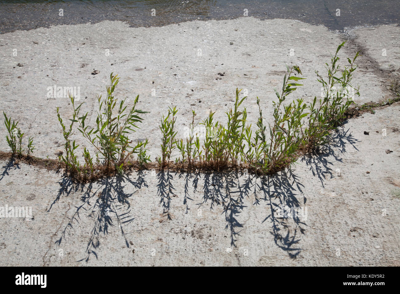 Cracks pavement weeds hires stock photography and images Alamy