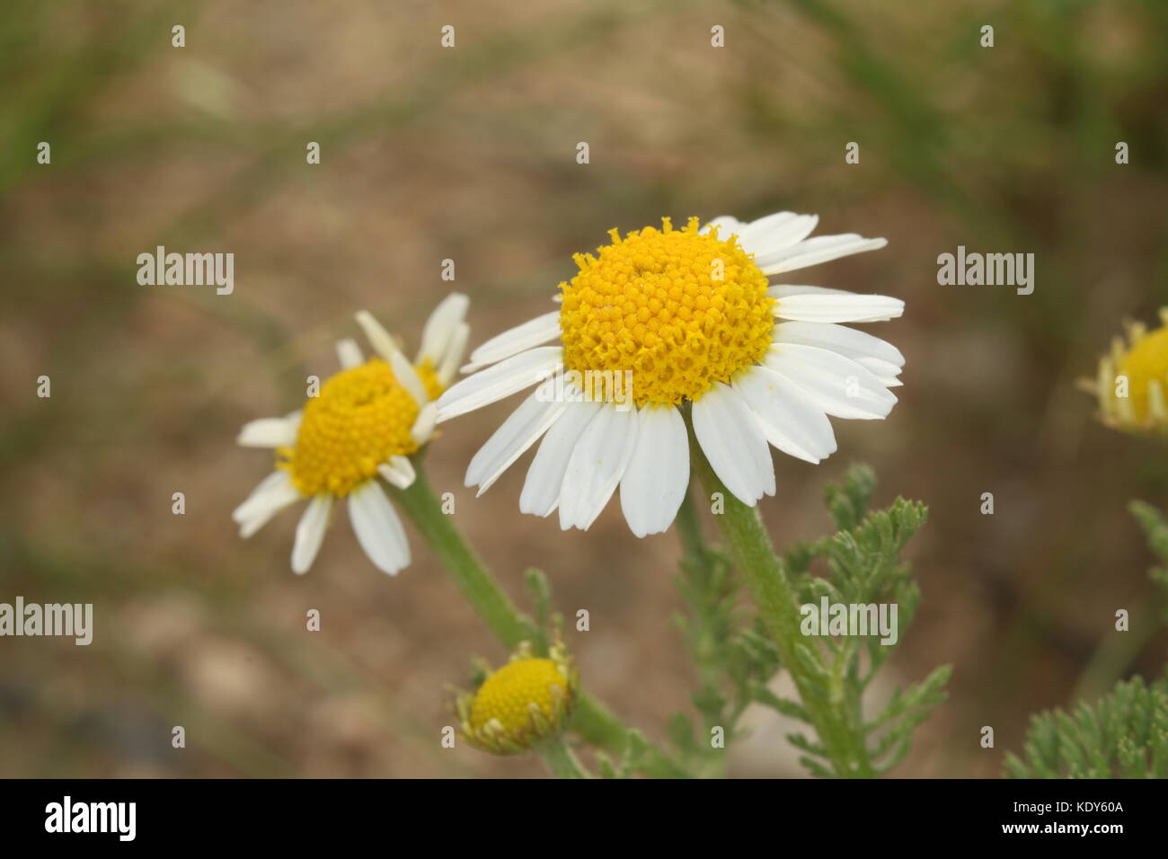 Chrysanthemum / pimpernels / daisies Stock Photo
