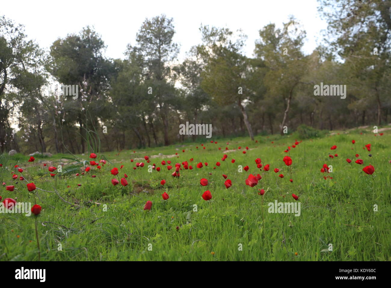 Anemones field Stock Photo