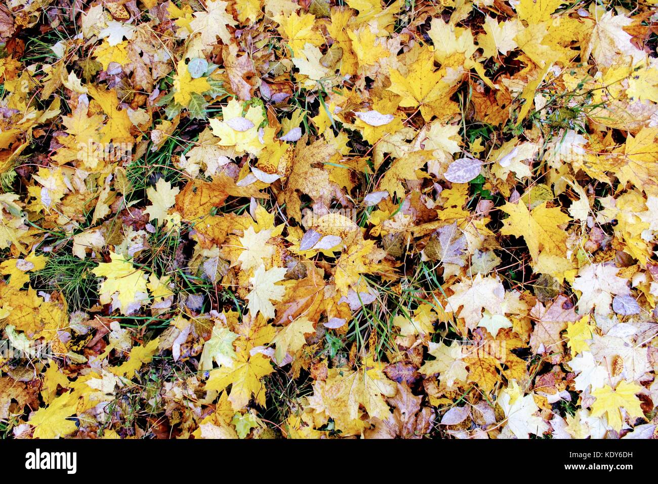 Autumn time: yellowed fallen leaves formed a forest substrate Stock ...