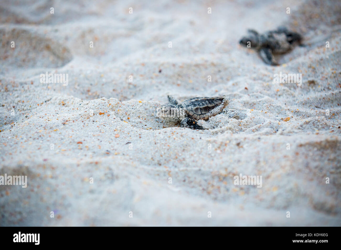 Baby Sea Turtle Release Stock Photo Alamy