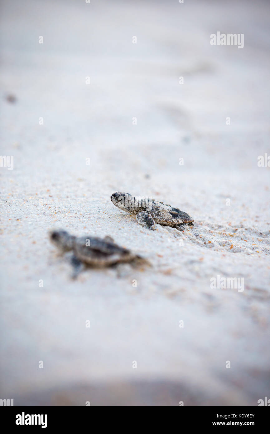 Baby Sea Turtle Release Stock Photo Alamy