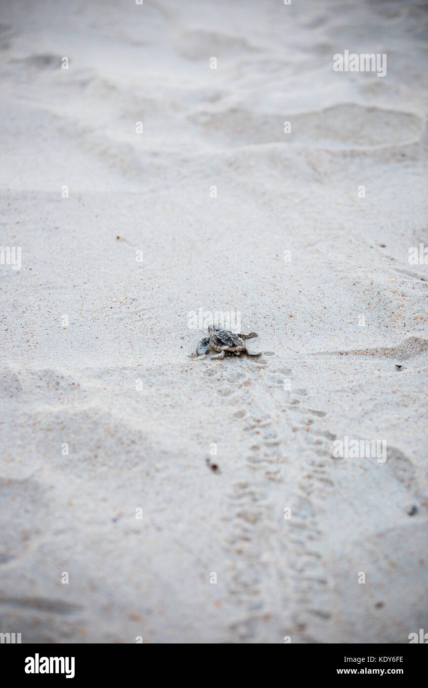 Baby Sea Turtle Release Stock Photo - Alamy