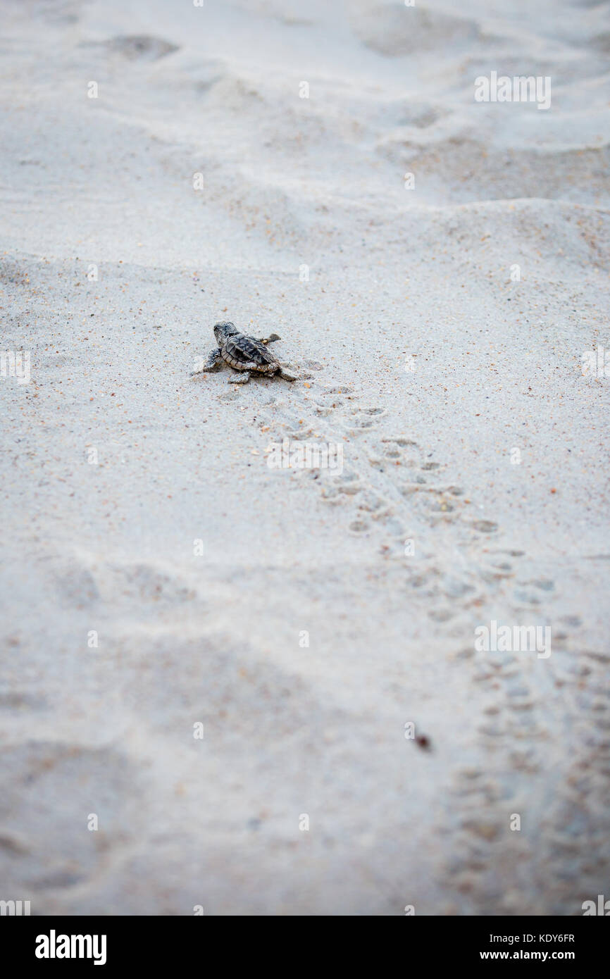 Baby Sea Turtle Release Stock Photo Alamy