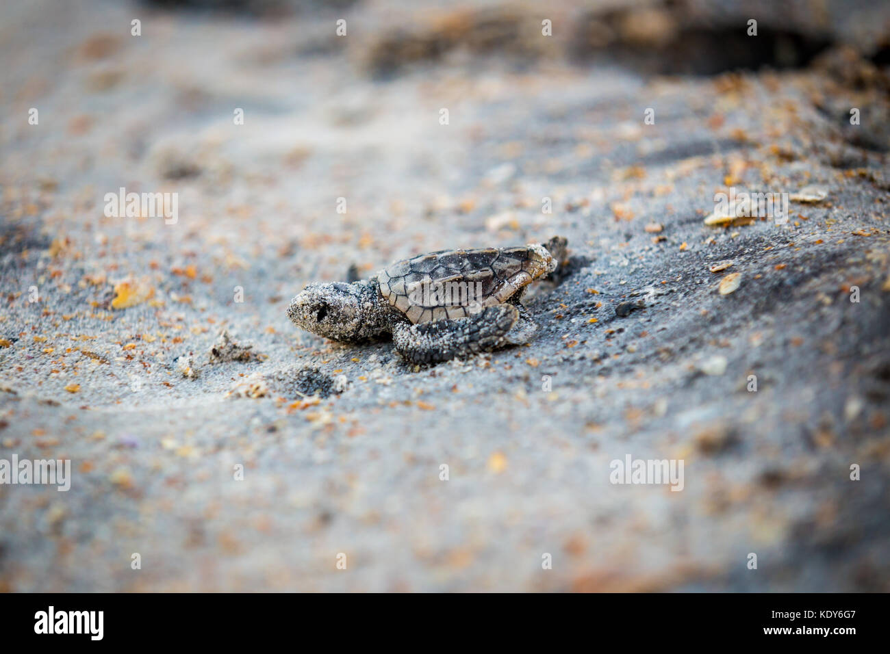 Baby Sea Turtle Release Stock Photo