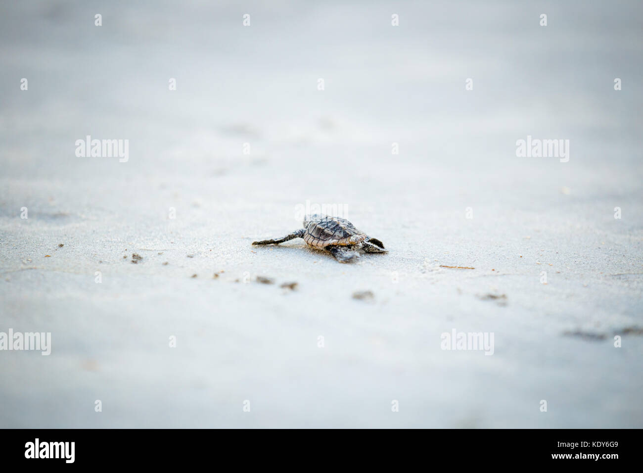 Baby Sea Turtle Release Stock Photo Alamy