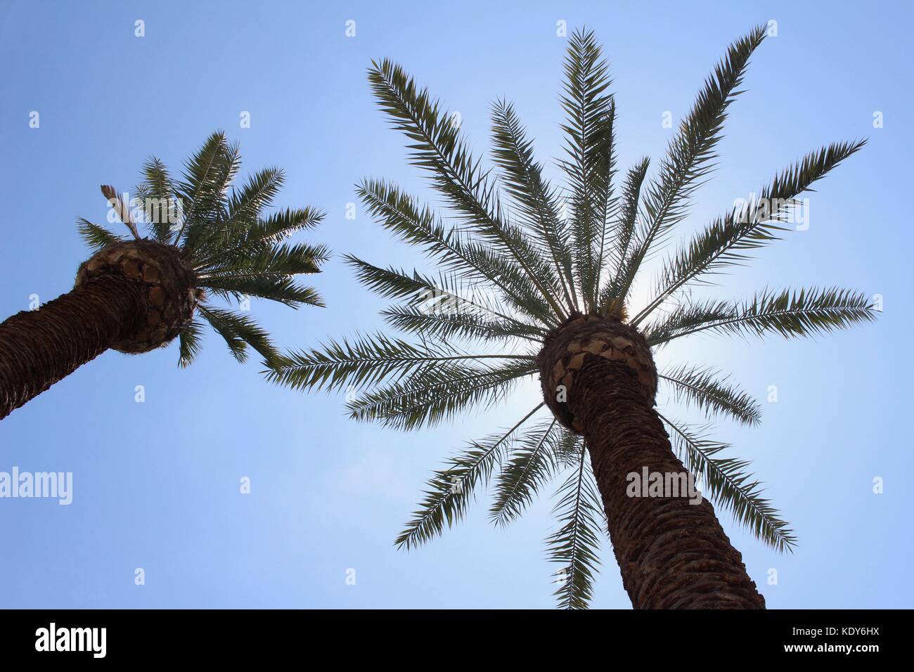 Low angle view (upward view) of tropical Palm Trees on a bright sunny ...