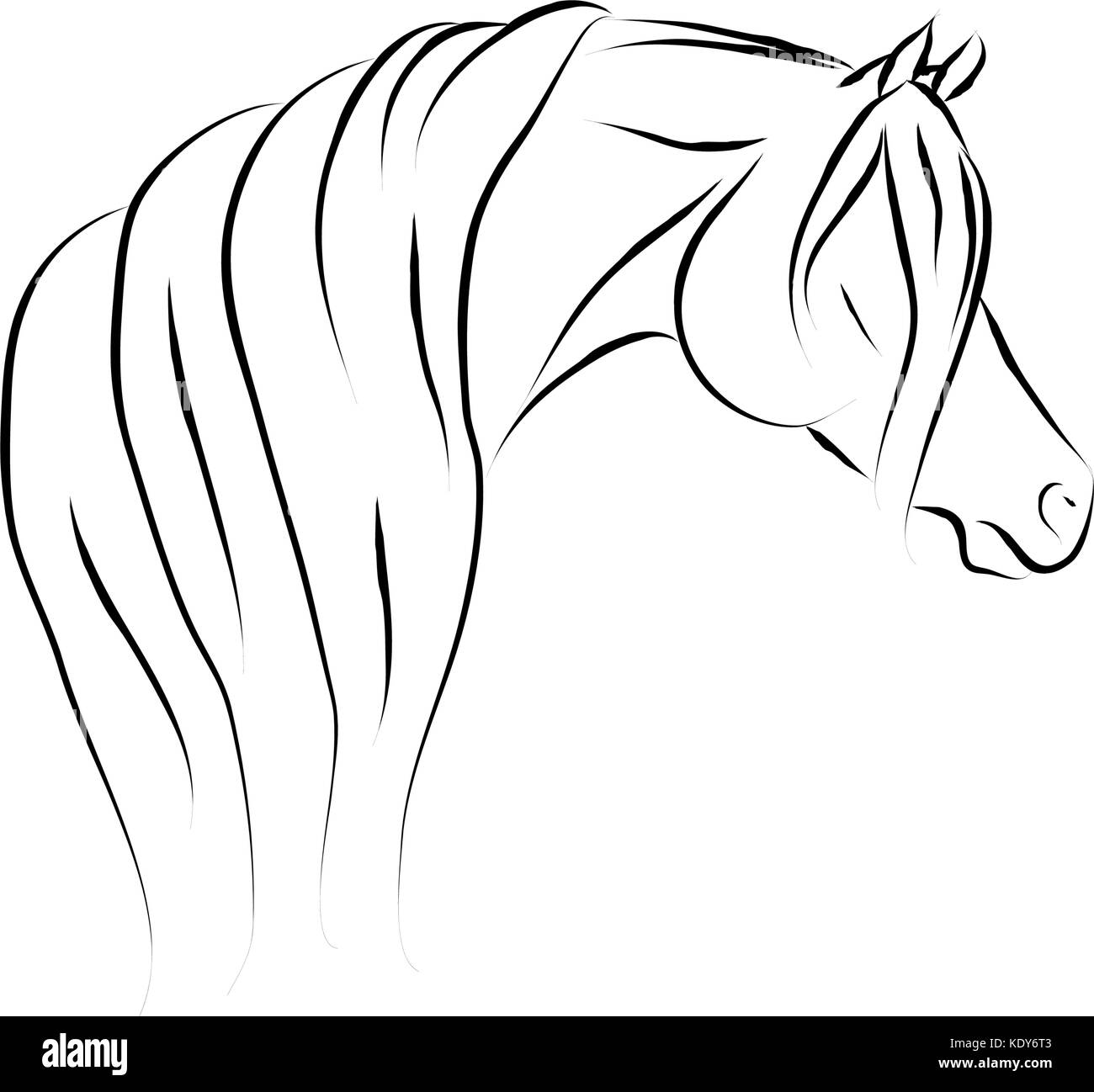 Arabian Horse Head Line Drawing