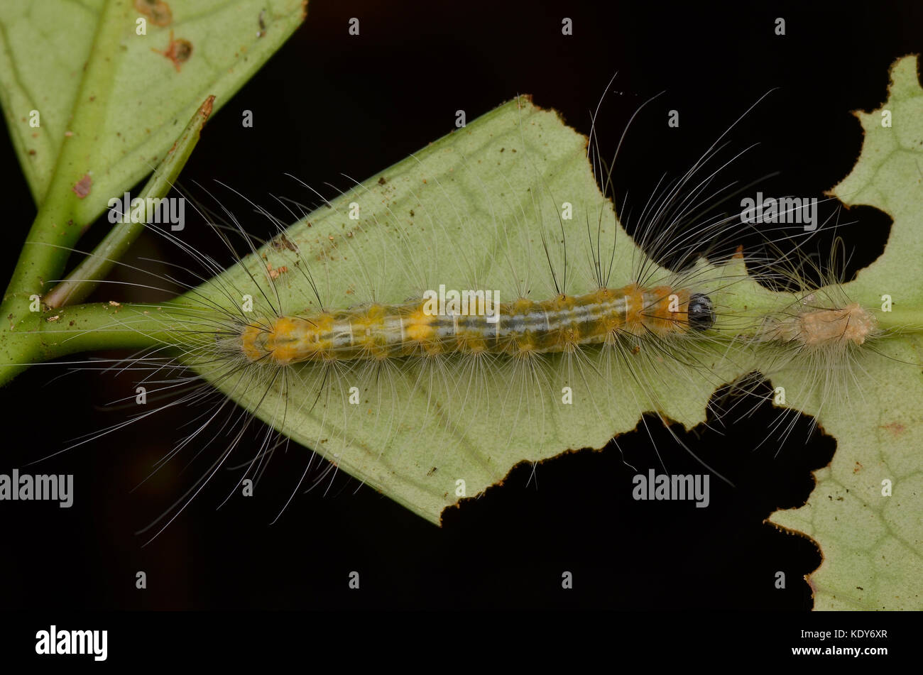 Hairy caterpillar feeding hi-res stock photography and images - Alamy