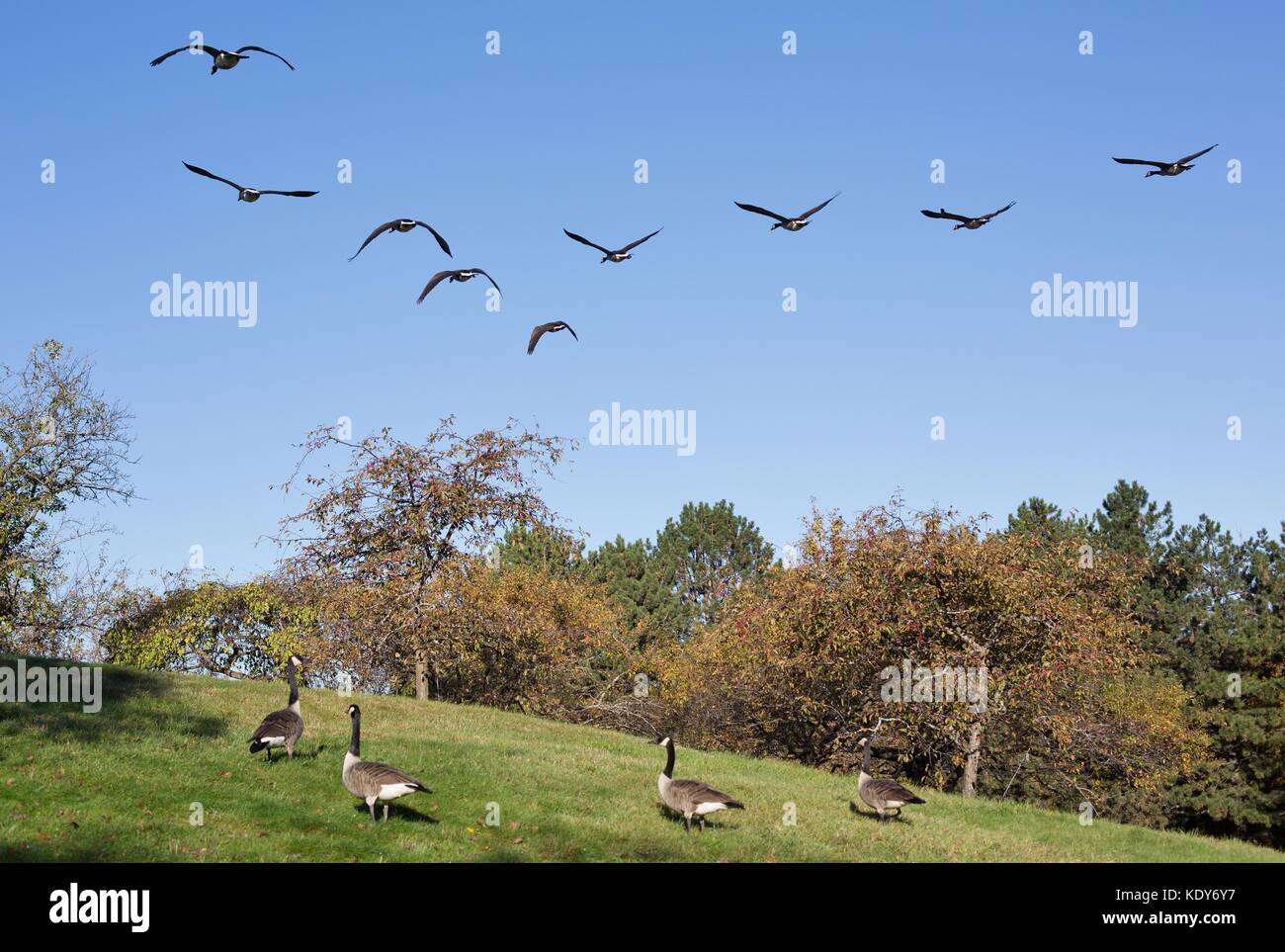 A flock of Canada geese flying over a flock of geese on the ground, at ...