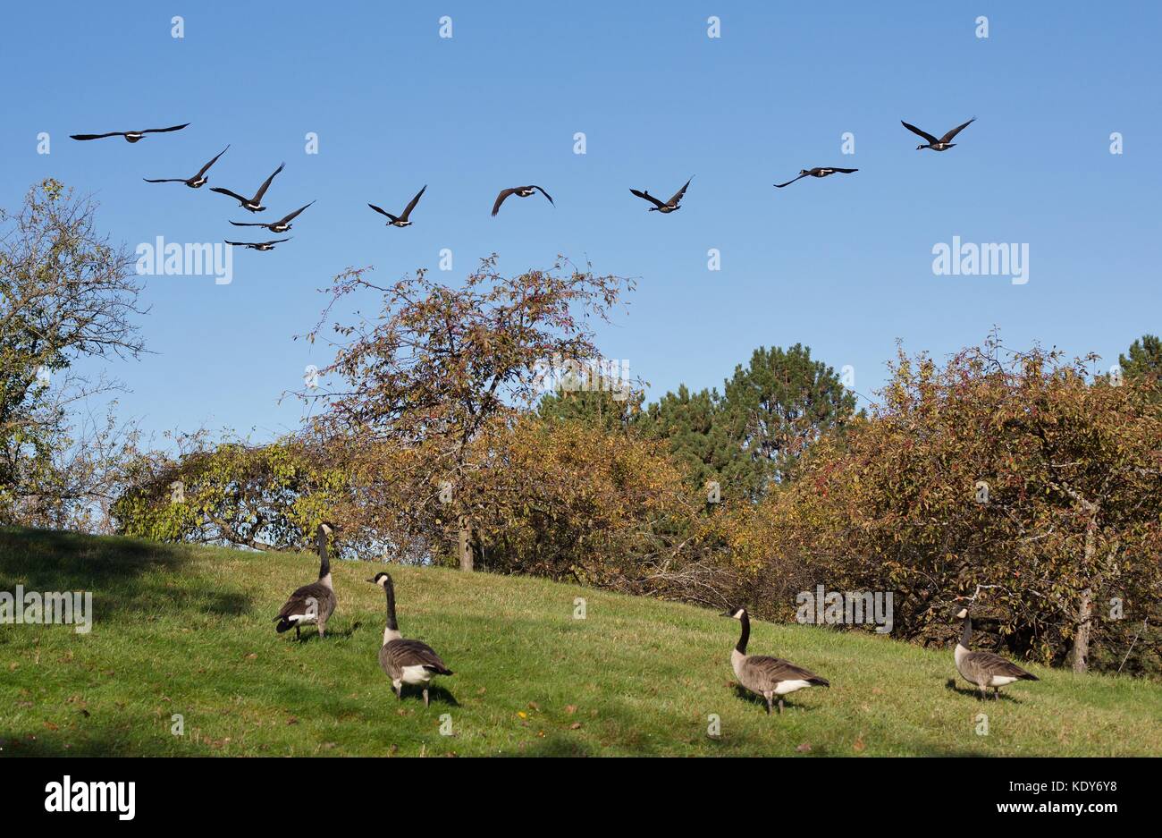 A flock of Canada geese flying over a flock of geese on the ground, at